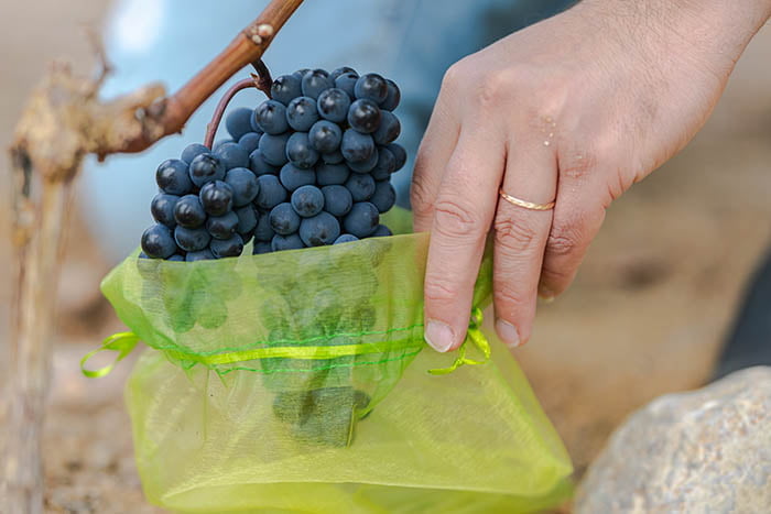 A person picking grapes out of a bag.